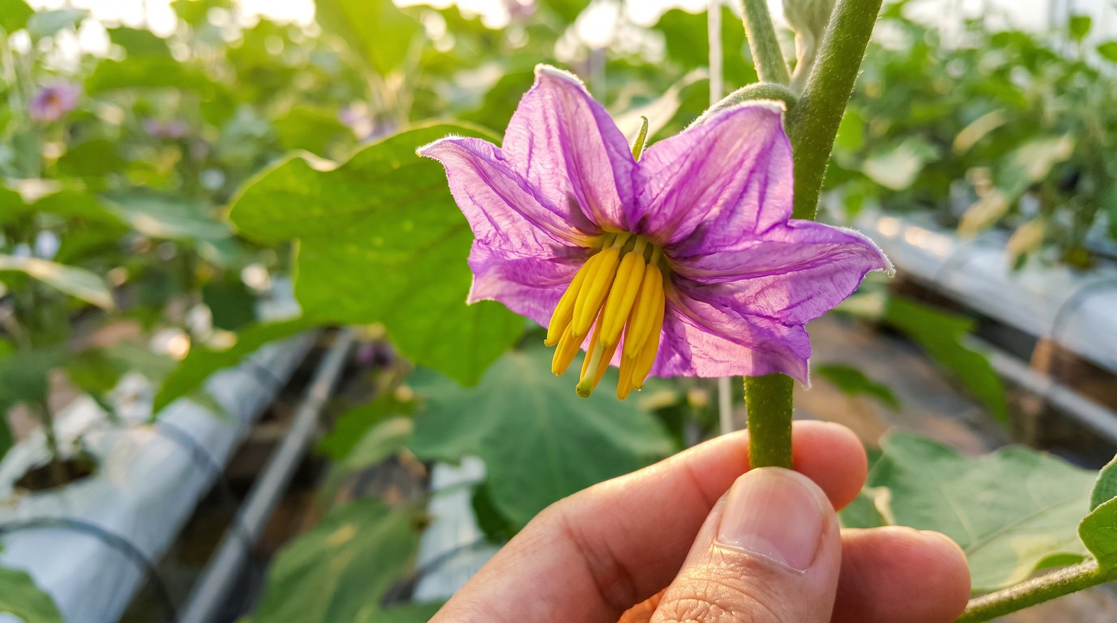 Close de flor roxa de berinjela com anteras amarelas e dedos vibrando a haste para polinização manual