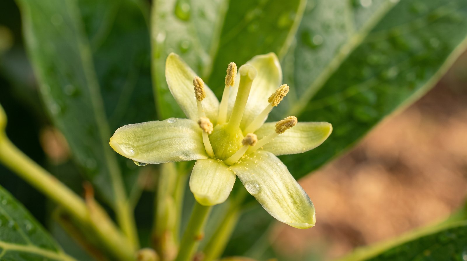 Flor de abacateiro aberta em close mostrando estigma receptivo e anteras da estrutura hermafrodita