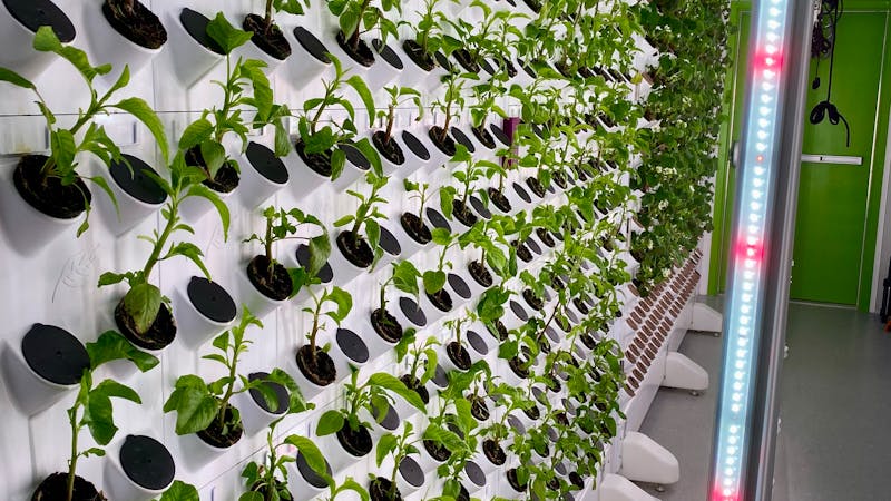 Hidroponia — Cultivo de Hortaliças