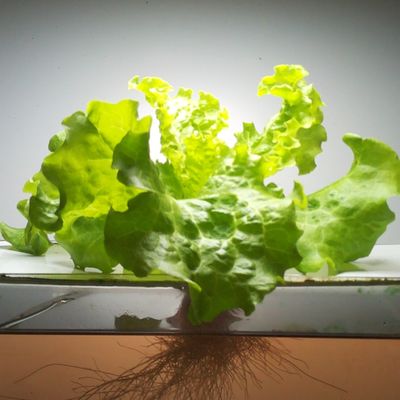 Cultivo de alface hidroponica capturado pela Cultivee Cam